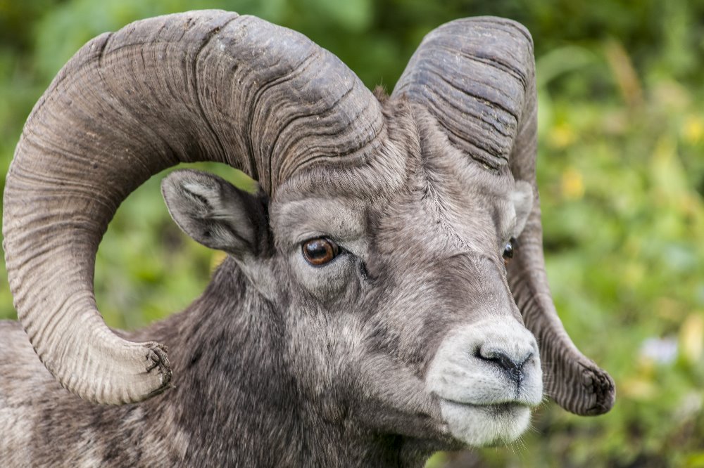 Bighorn sheep, portrait, Glacier National Park, Logan Pass